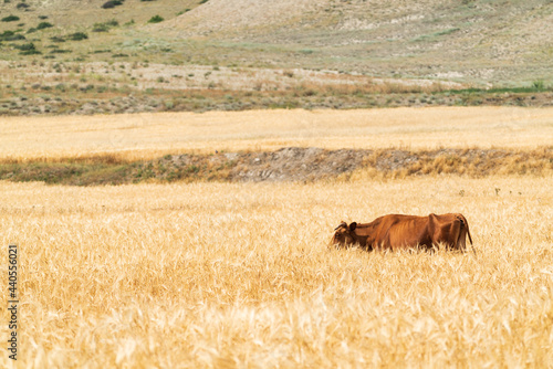 Single cow in wheat field photo