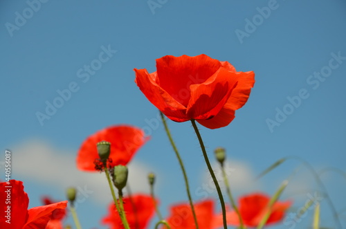 Red poppies © ola24