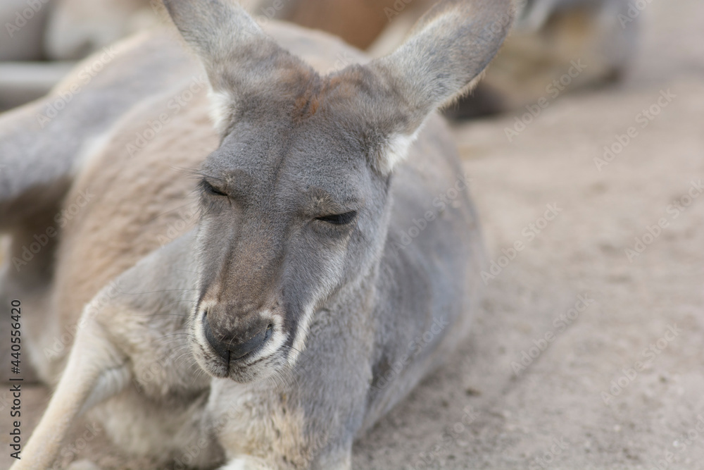 Portrait of an Eastern grey kangaroo (Macropus giganteus), resting on ground