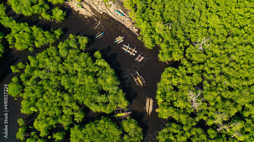 Tropical mangrove green tree forest view from above, trees, river. Mangrove landscape, Ecosystem and healthy environment concept. Mindanao, Philippines.