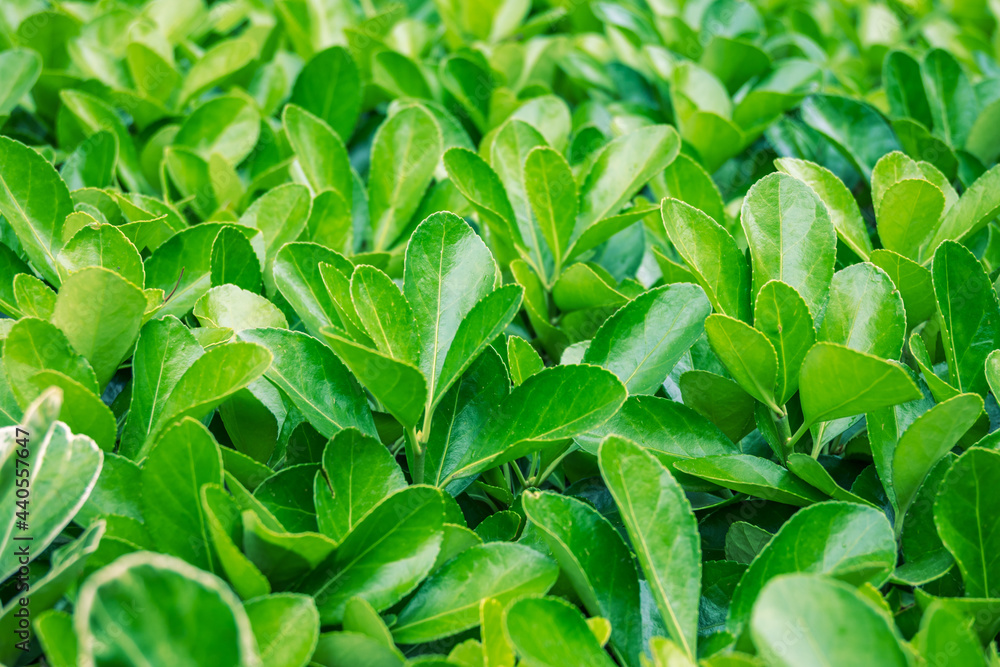 Fototapeta premium The bright green leaves of evergreen plant Japanese spindle or Euonymus japonicus shrub. The concept of landscape travel and scenic destinations.