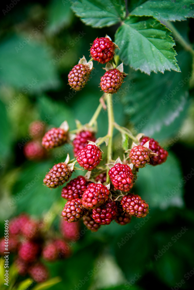 blackberry ripening on the branch in the garden blackberry ripening on the branch in the garden