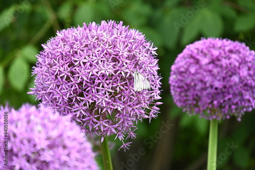 Allium mit Wei  ling