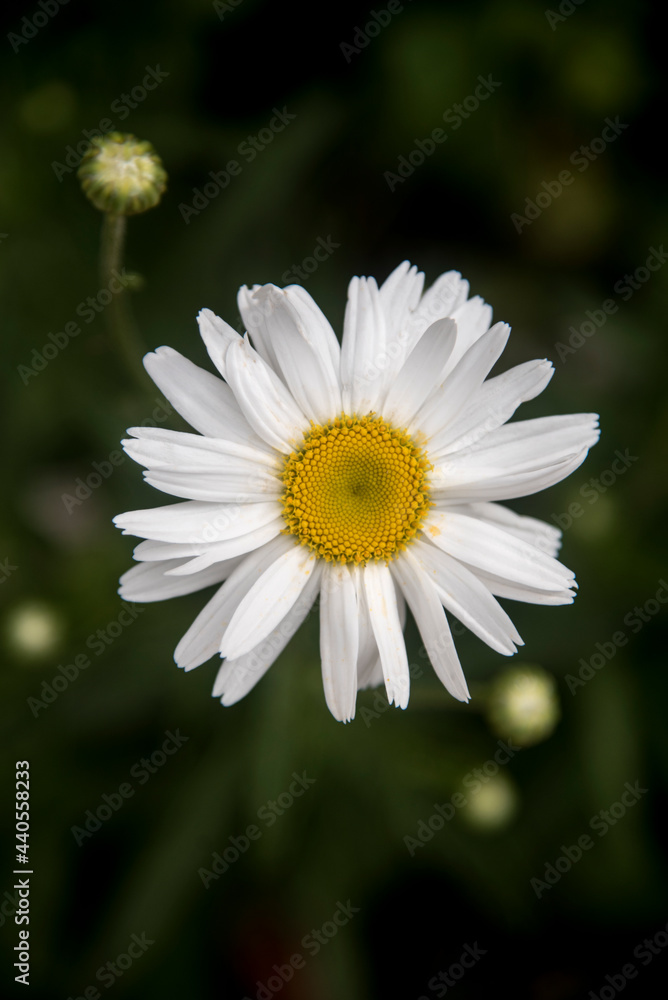 Fototapeta premium very elegant common daisies in the garden with bokeh backgrounds