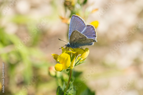 blauer Schmetterling auf gelber Blüte © Aloisia