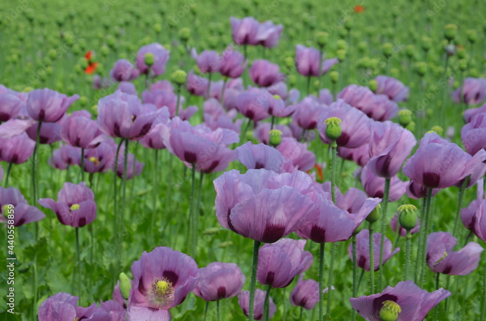Fototapeta premium poppy field in bavaria, lilac poppies
