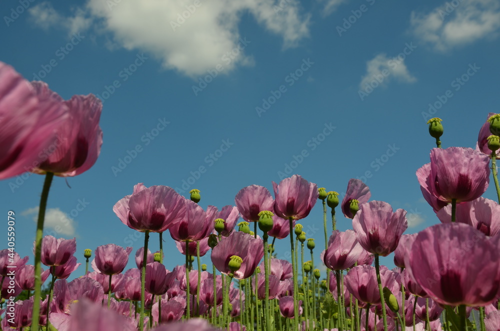 Obraz premium poppy field in bavaria, lilac poppies