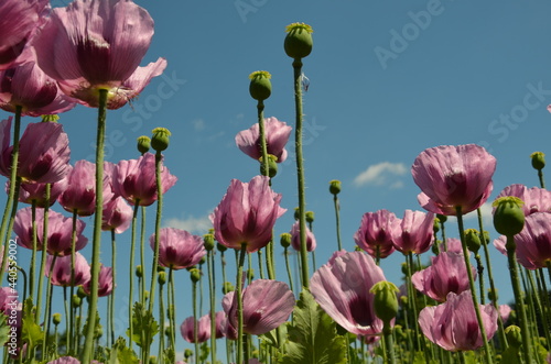 poppy field in bavaria, lilac poppies
