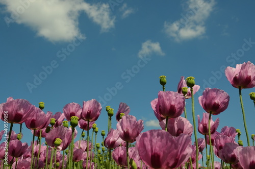 Fototapeta Naklejka Na Ścianę i Meble -  poppy field in bavaria, lilac poppies