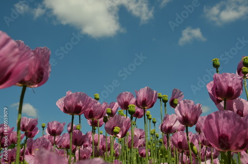 poppy field in bavaria, lilac poppies © ola24