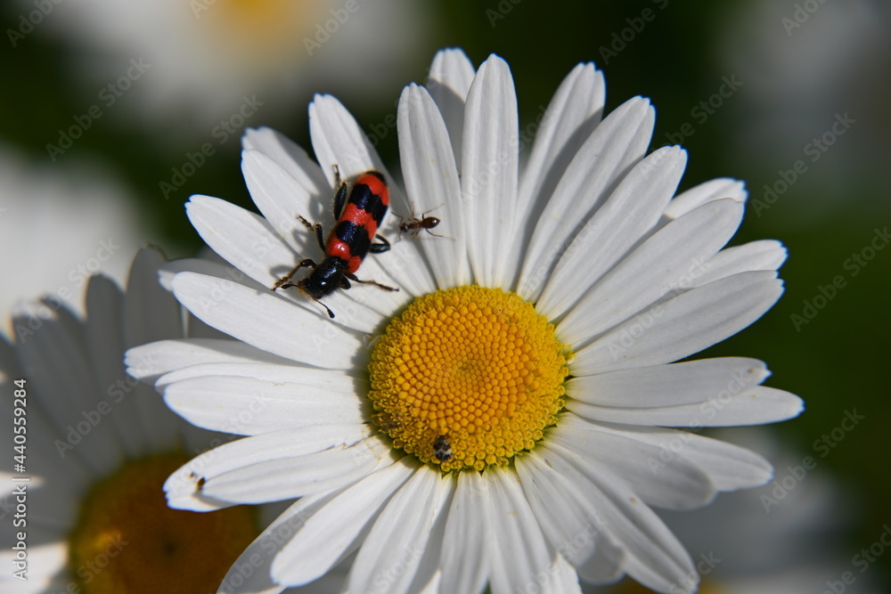 Rot-schwarzer Bockkäfer auf Margaritte