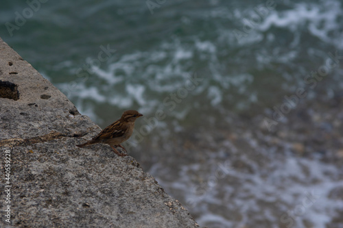 Sparrow on a Break Wall