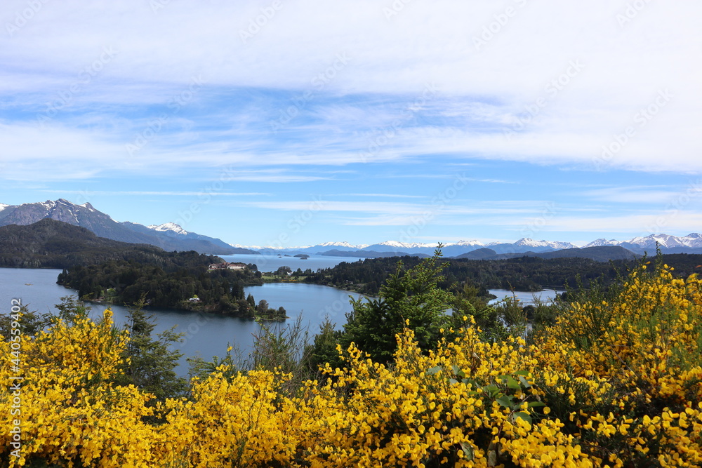 Yellow retama flower in patagonia, view from punto panoramico in bariloche, nature in argentinan spring, panorama landscape with a lake, forest and mountains
