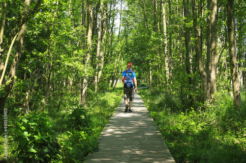 Hiking on a small narrow wooden plank foot path in Western Pomerania Lagoon Area National Park, Darss peninsula - Germany