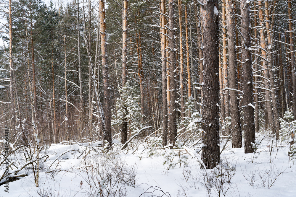 Fototapeta premium Trunk and crown of a large pine. 