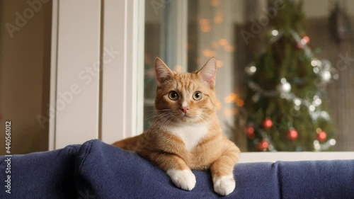 Beautiful young ginger cat lying on couch before christmas tree.