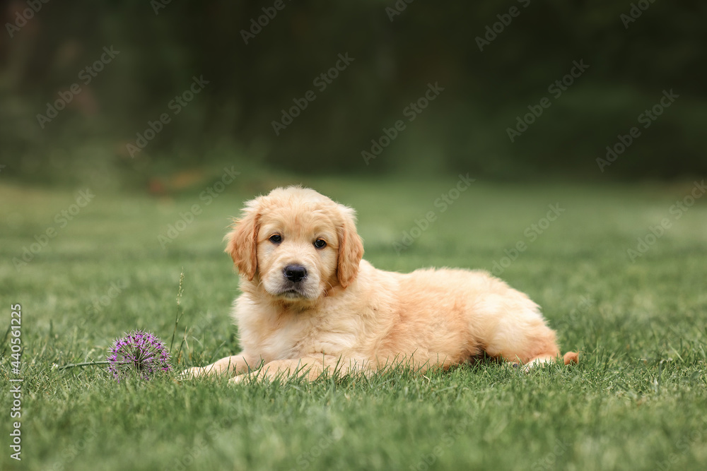 puppy dog golden retriever sits with flower on the path. dog in summer puppy dog golden retriever sits with flower on the path. dog in summer