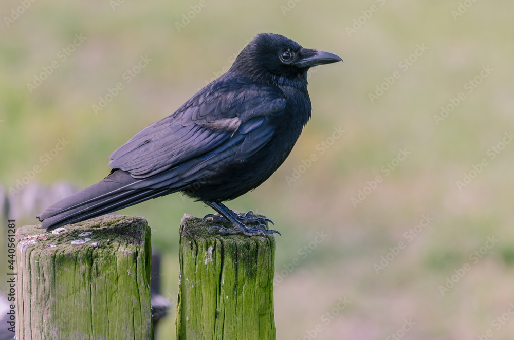 Obraz premium Carrion crow