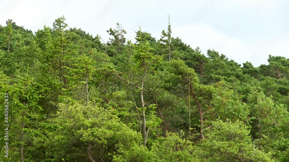 Pine tree forest moving in the wind Pine tree forest moving in the wind