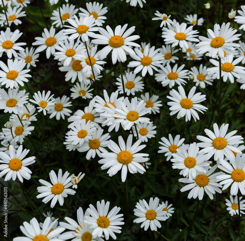 Chamomile Flowers