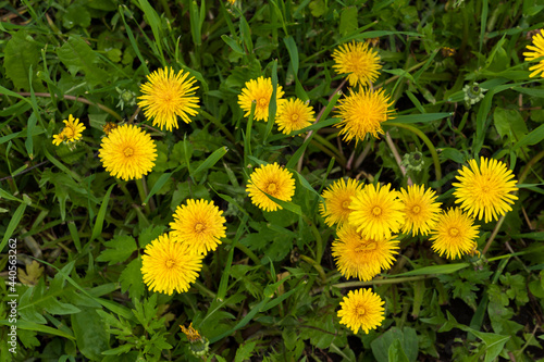 Yellow dandelions on the grass