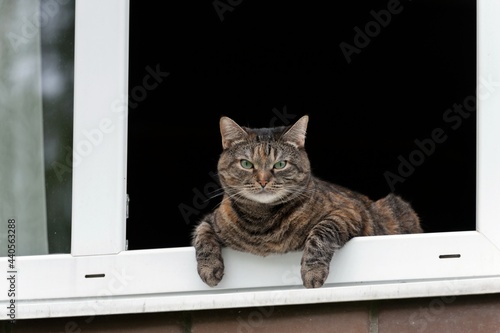 Angry cat in the window