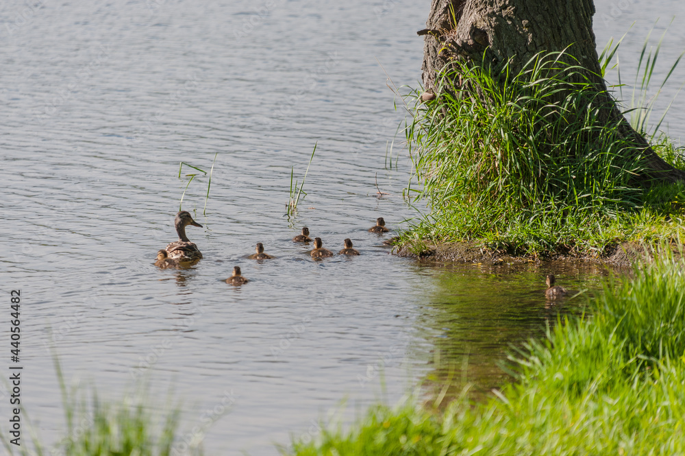 Fototapeta premium A family of ducks swim in a pond near the shore