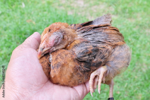 Hand holding a sick blind chicken infected with infectious coryza infection on swelling eyes.