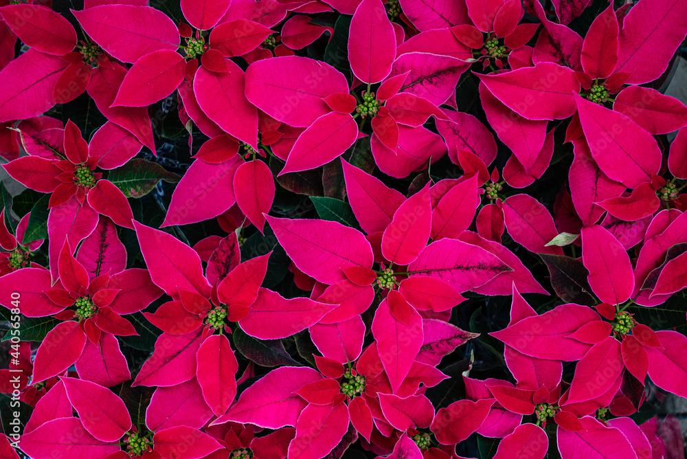 Garden with red poinsettia flowers Garden with red poinsettia flowers