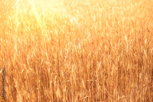 Wheat ears on the field in summer with sun rays. Natural vegetable golden background