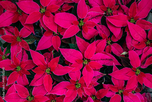 Garden with red poinsettia flowers