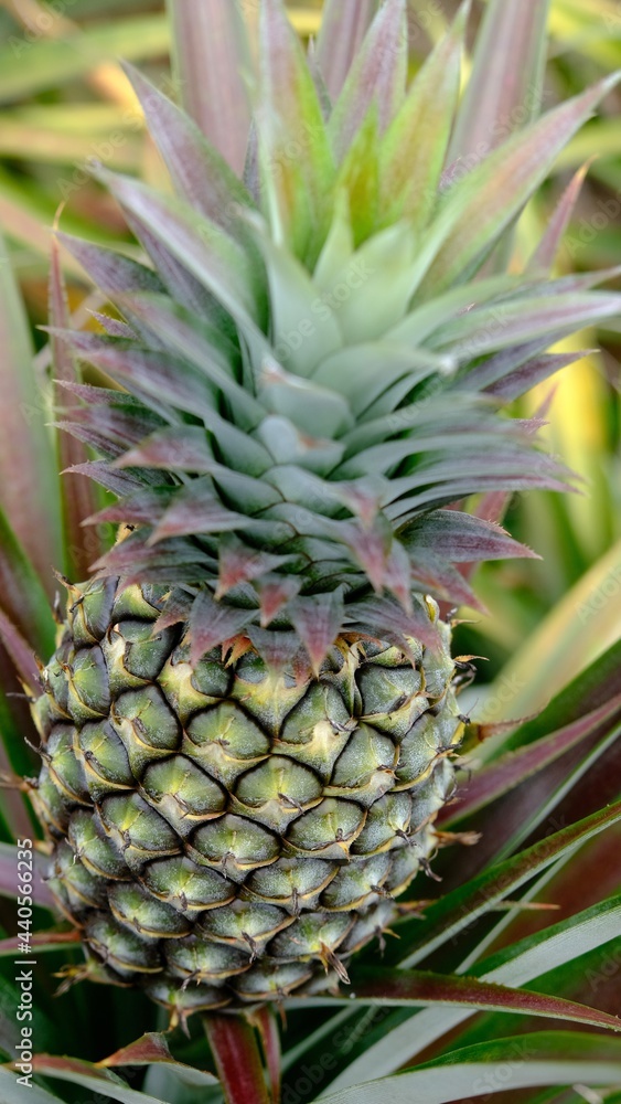 Close up pineapple fruit in organic farm, gardening concept. Close up pineapple fruit in organic farm, gardening concept.