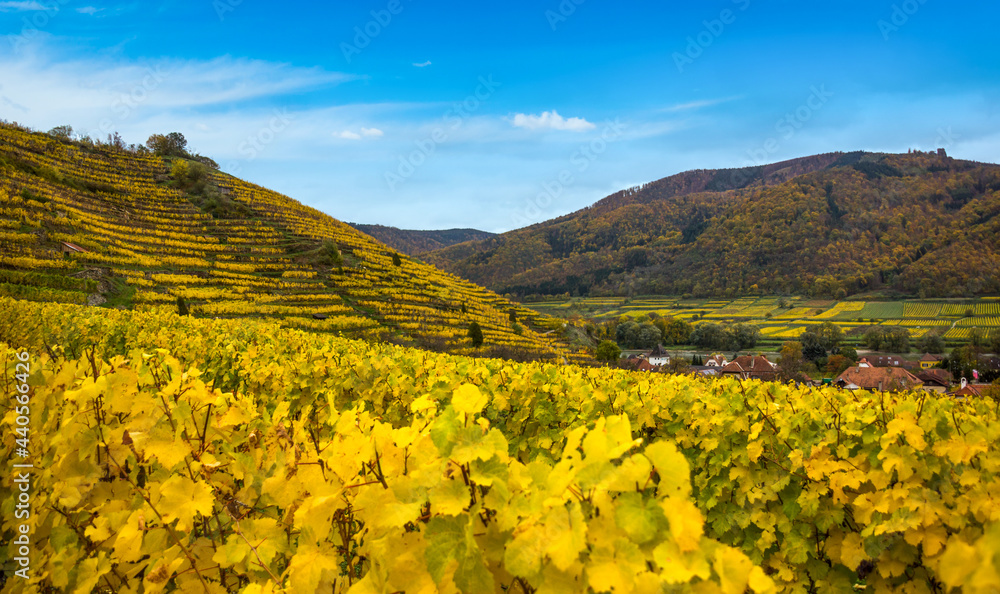 Autumn in vineyards. Wachau valley. Austria. Autumn in vineyards. Wachau valley. Austria.