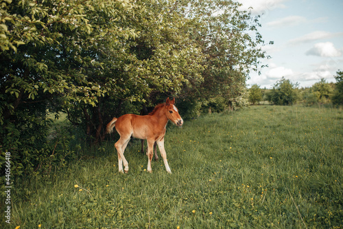 Reddish colt with white spot on the forehead pastures near the trees in a glade with tiny yellolw flowers photo