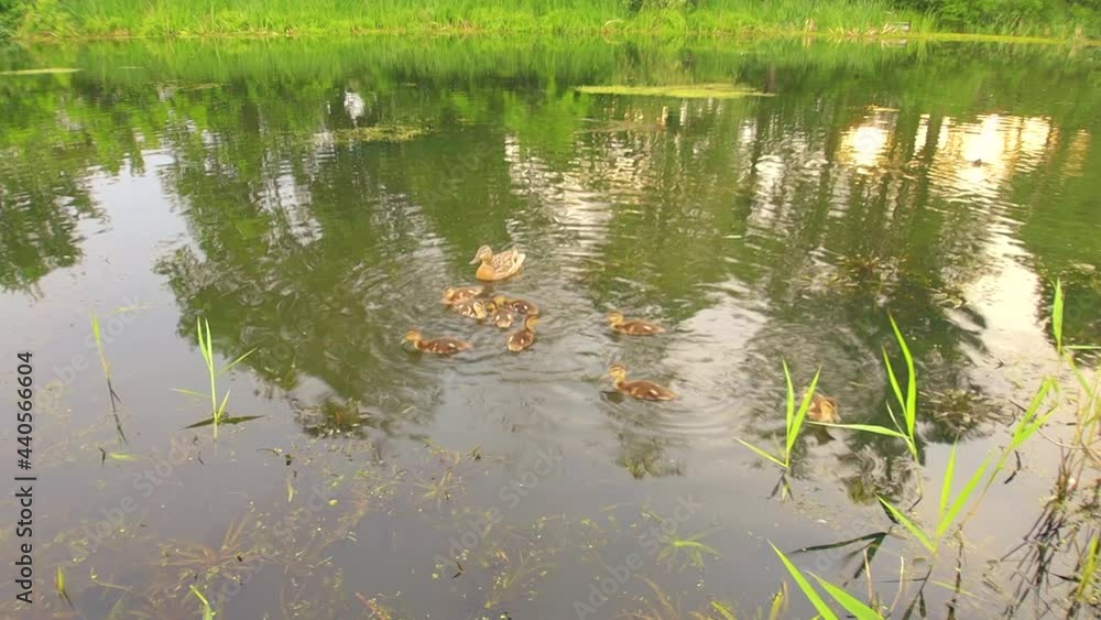 duck and ducklings swim on the pond duck and ducklings swim on the pond