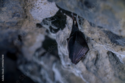 Obraz na płótnie Close up small sleeping horseshoe bat covered by wings, hanging upside down on top of cold natural rock cave while hibernating. Creative wildlife photography. Creatively illuminated blurry background. w salonie