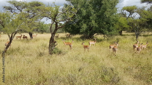 impala in the wild