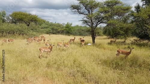 impala in the wild