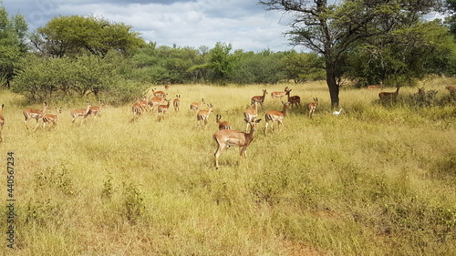 impala in the wild