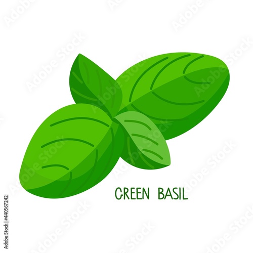 Green Basil. Fresh leaves organic vegetable isolated on white background. Overhead view. Flat design style for menu, cafe, restaurant, poster, banner, emblem. Ingredient for various meals in cooking