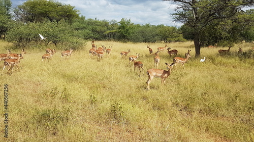 impala in the wild