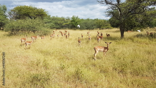 impala in the wild
