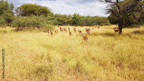 impala in the wild