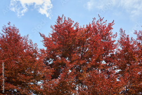 Fagus sylvatica purpurea