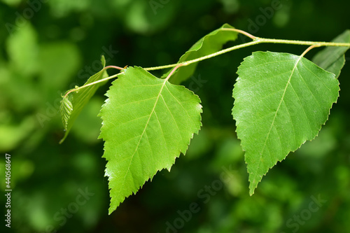 Young birch leaves on a twig. Fresh foliage. 