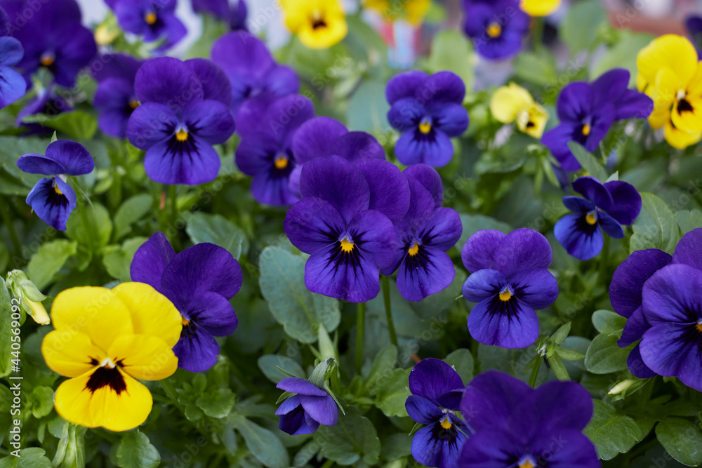 Viola williamsii 