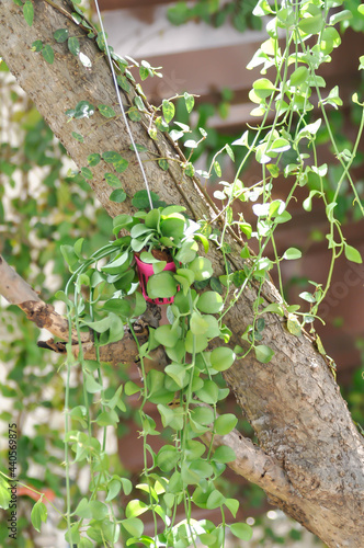 Dischidia sp or Dischidia and ficus pumila, climbing fig photo