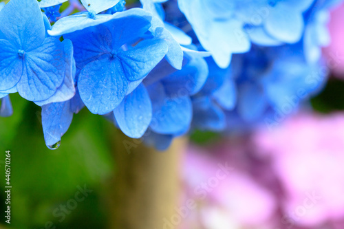 雨上がりの紫陽花　呑山観音寺　福岡県篠栗町　Hydrangea after the rain Nomiyamakannonji temple Fukuoka-ken Sasaguri town photo