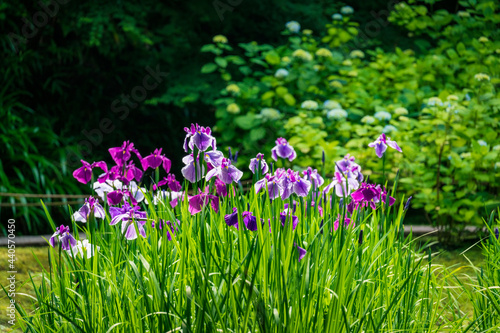 Iris flowers shining in the sun. © Alvin Yoshikawa
