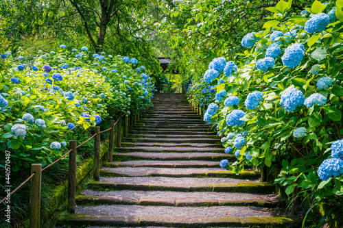  Blue hydrangea flowers blooming all over Meigetsuin Temple in Kamakura, Kanagawa. The old Zen temple established around the 14th century is also known as Hydrangea Temple.